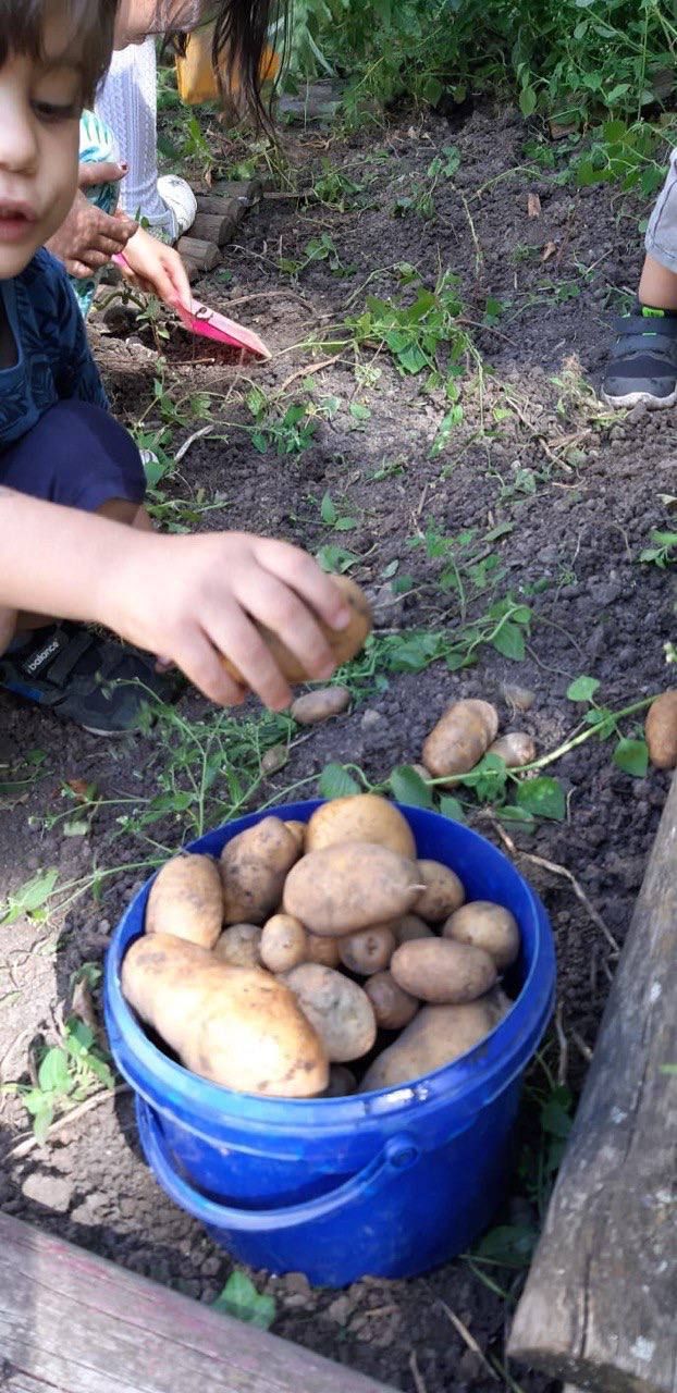 Kind erntet Kartoffeln im Gemüsebeet