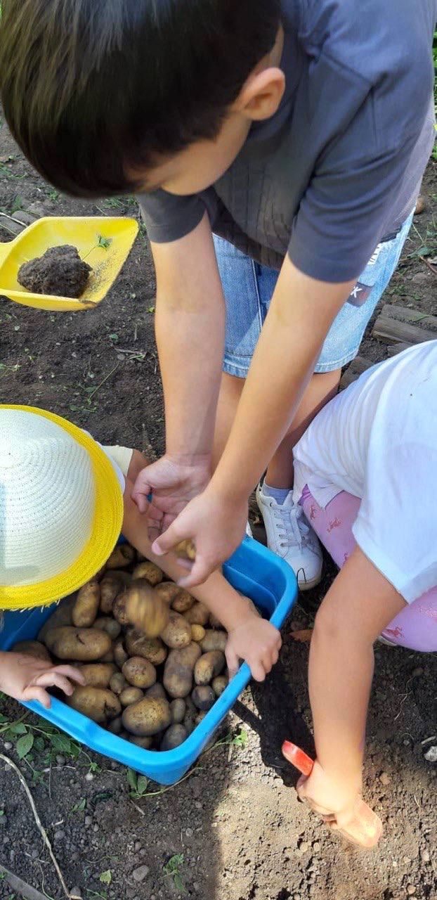 Kinder sammeln gemeinsam Kartoffeln