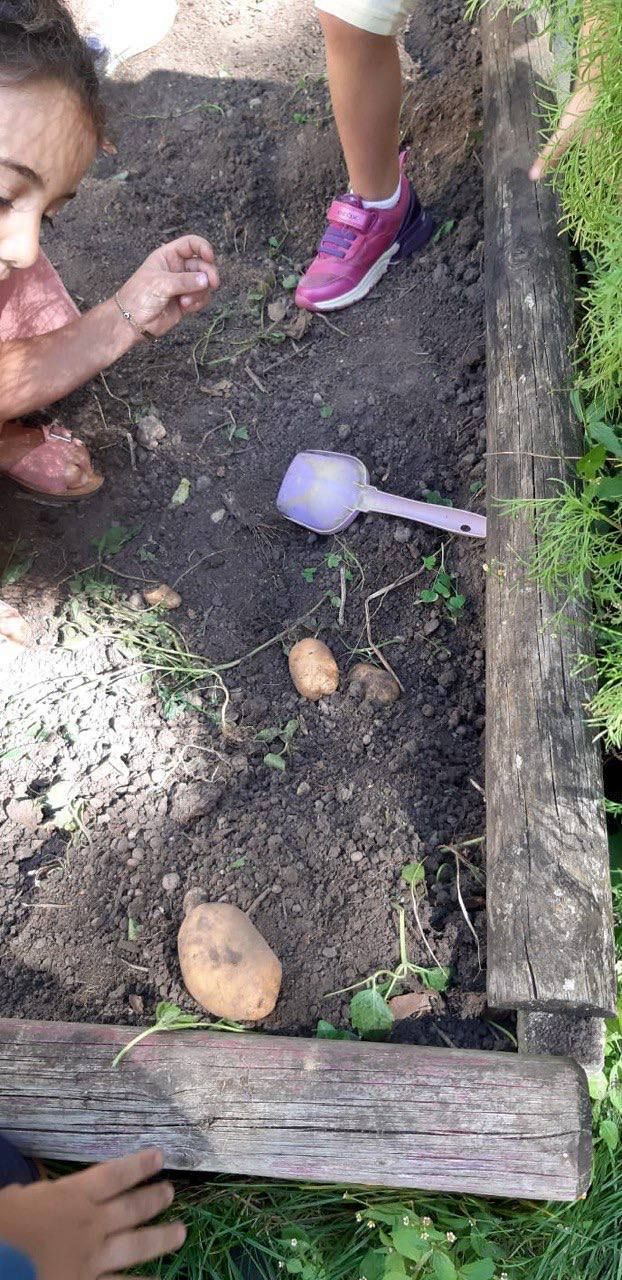 Kind gräbt Kartoffeln aus der Erde