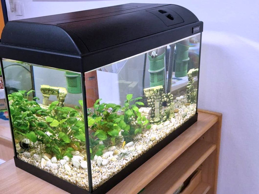 Aquarium mit Wasserpflanzen im Gruppenraum